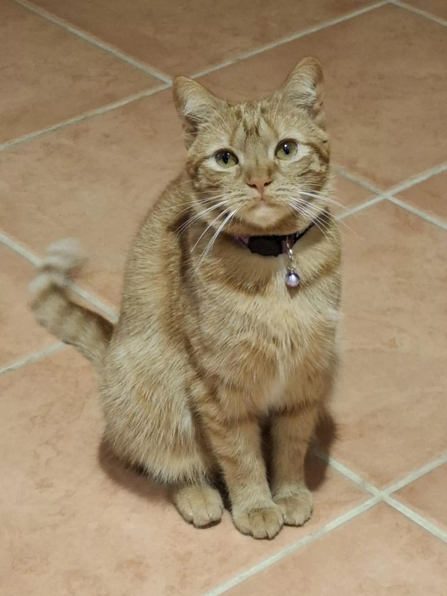 Milo the cat, an Erskine Pets regular