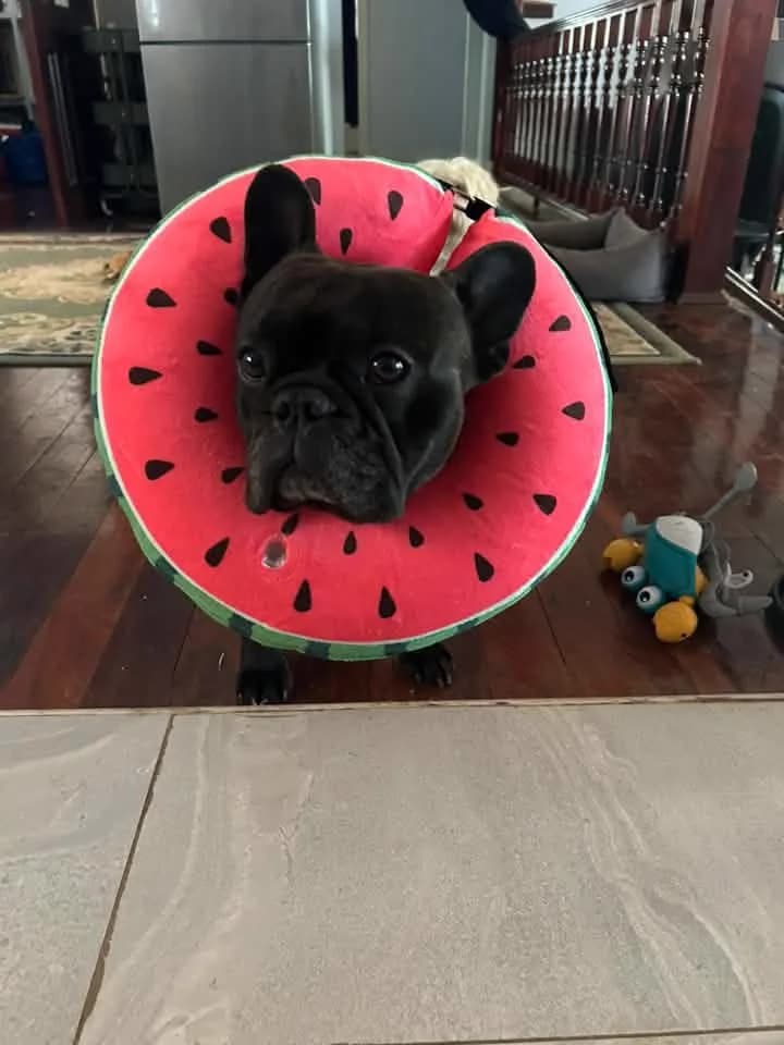 A black French bulldog wearing a watermelon-print recovery collar