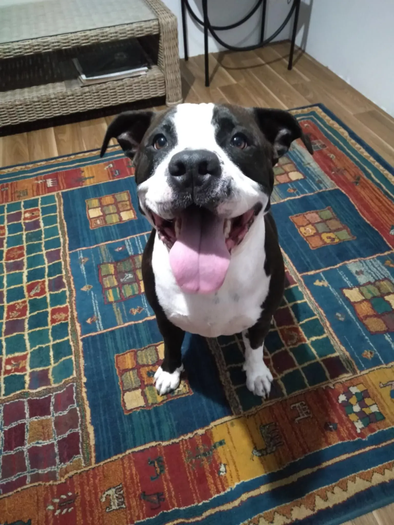 Odin, a brindle-and-white staffy grinning up at the camera