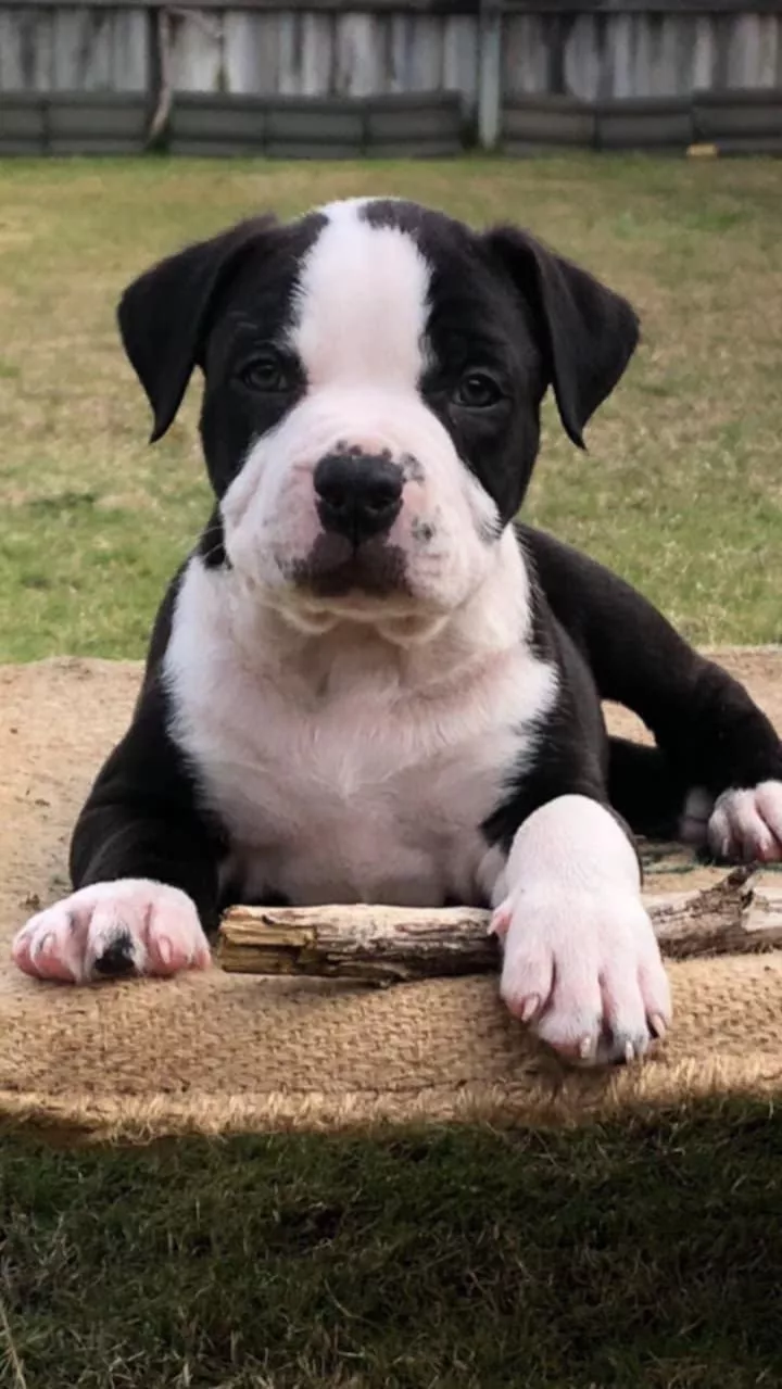 A puppy customer visiting the store